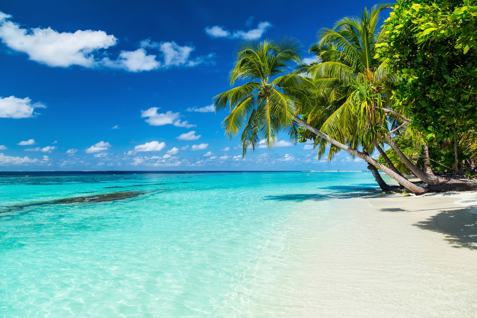 coco palms on paradise beach