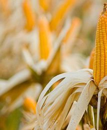 Zbiory kukurydzy w Polsce wyniosą 3-3,5 mln ton