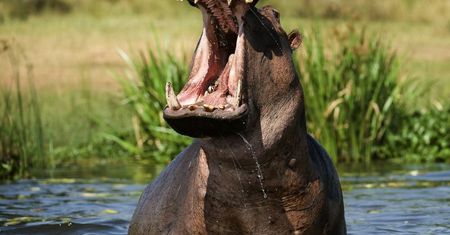 Niger - hipopotam zabił 13 osób