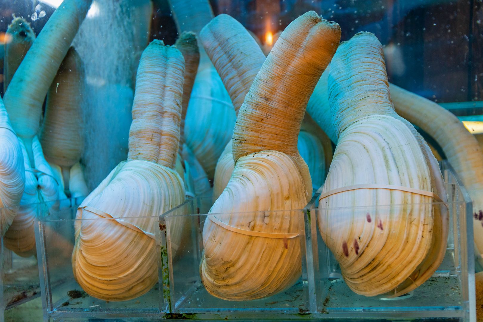 Geoduck - najdziwniejszy małż świata