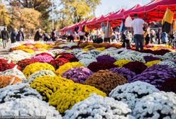 Wrocław: Złodziej na cmentarzu zatrzymany. Ukradł 40 donic z kwiatami na sprzedaż