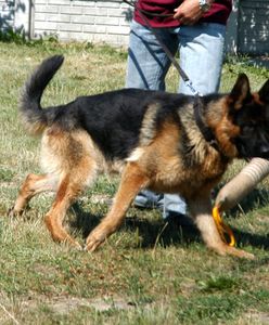 Pies zaatakował 9-latka, odgryzł mu ucho. Lekarze małżowinę zaszyli w brzuchu dziecka