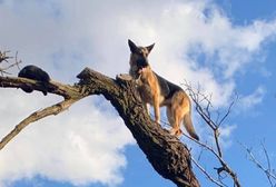 Zapomniał się w pogoni za kotem. Trzeba go było ściągać z drzewa