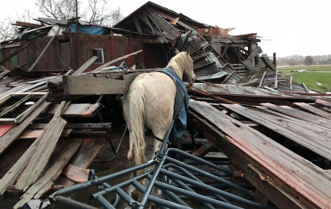 Cud w Ohio. Koń przeżył tornado. Zobaczcie, co zostało ze stodoły