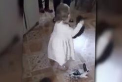 Małe dziecko rzucało królikami o podłogę. Rodzice tylko zachęcali