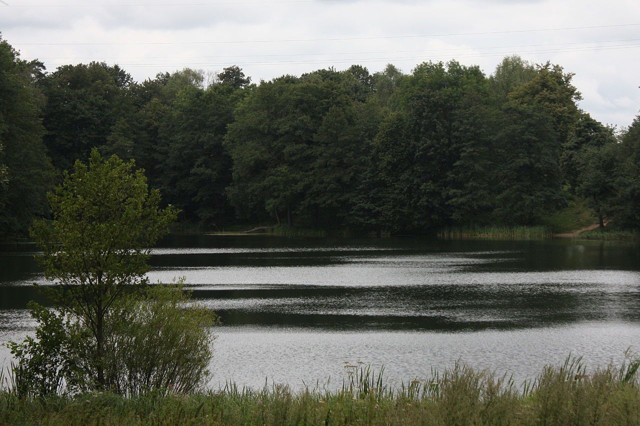 Obraz