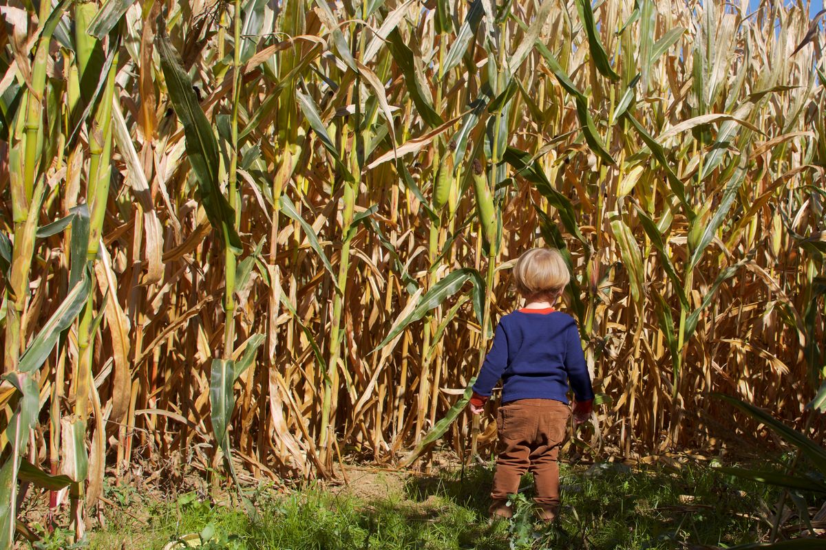 4-latek błąkał się po polu kukurydzy. Śledczy wiedzą co się działo z dzieckiem