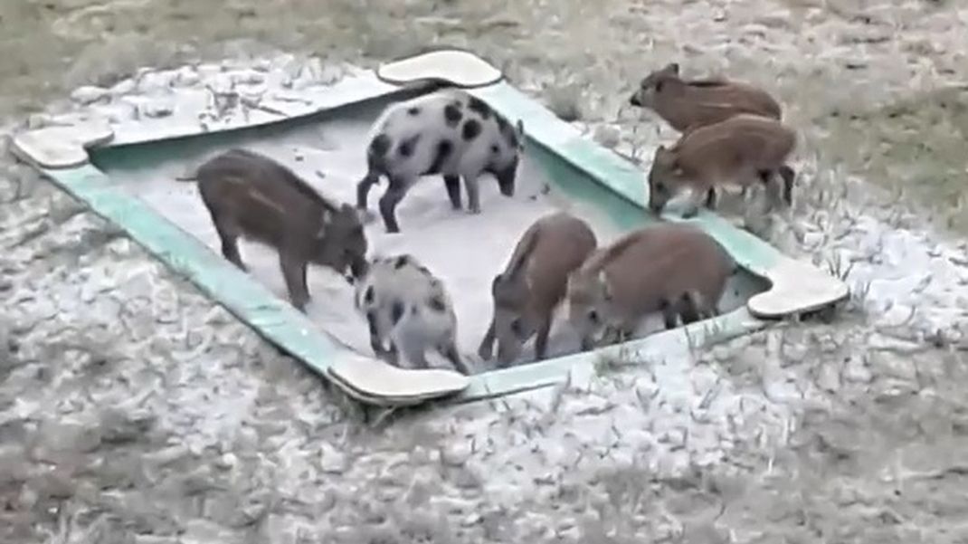 dziki wrocław plac zabaw