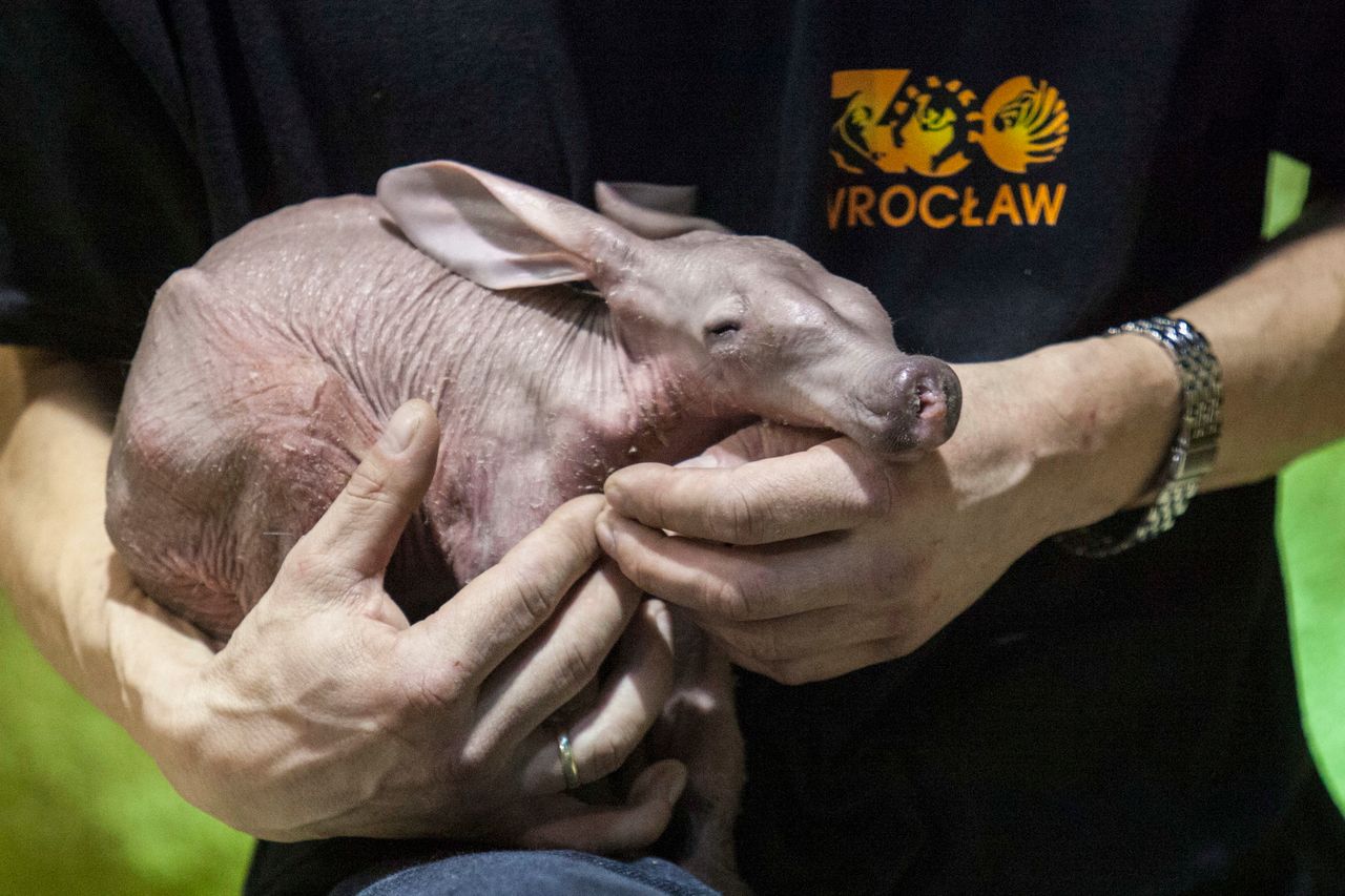 "Kosmita" z Wrocławia jest wyjątkowo słodki