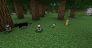 Minecraft: wreszcie ktoś docenił koty!