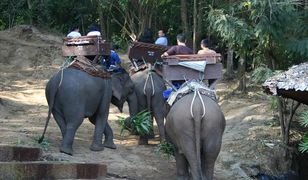 Koronawirus w Tajlandii. Przez brak turystów słonie mają lepsze życie