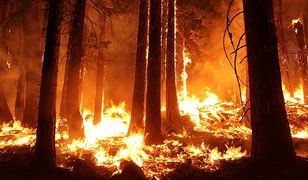 Pożar na wyspie Hvar. Chorwaci zmagają się z kolejnym żywiołem