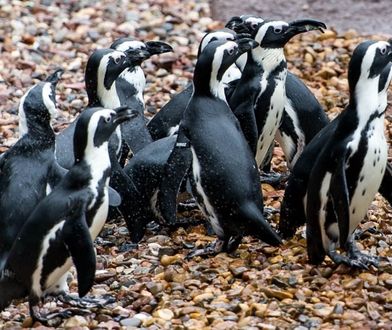 Pingwiny muszą opuścić wrocławskie zoo. Udają się na "przymusową emigrację”