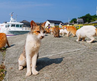 Aoshima. Japonia. Tajemnice kociej wyspy