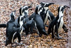 Pingwiny muszą opuścić wrocławskie zoo. Udają się na "przymusową emigrację”