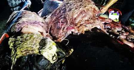40 kg śmieci w brzuchu walenia. Przerażające znalezisko na Filipinach