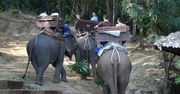 Koronawirus w Tajlandii. Przez brak turystów słonie mają lepsze życie