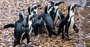 Pingwiny muszą opuścić wrocławskie zoo. Udają się na "przymusową emigrację”