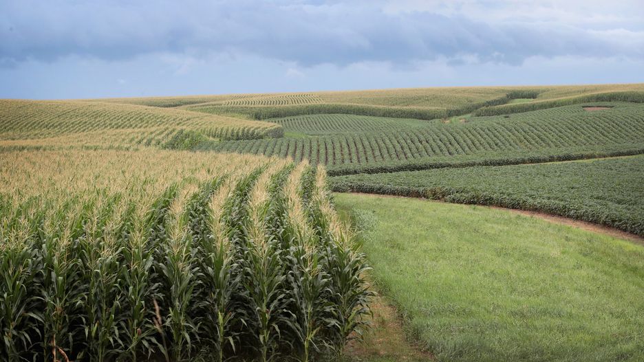 Żywność GMO może mieć w przyszłości ogromne znaczenie.