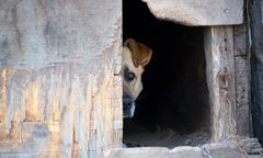 Pies żył w skandalicznych warunkach. Miał łańcuch wrośnięty w szyję