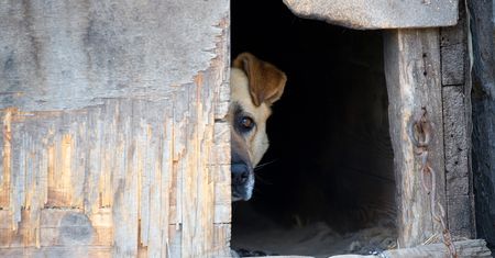 Pies żył w skandalicznych warunkach. Miał łańcuch wrośnięty w szyję