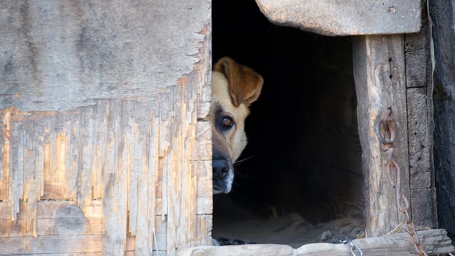 Odebrany pies żył w skandalicznych warunkach (zdjęcie ilustracyjne)