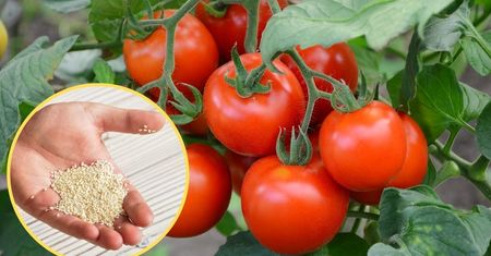 Ten nawóz sprawi, że pomidory zawiążą więcej owoców niż zwykle