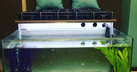 Fish SPA. Czy kontrowersyjny fish pedicure jest bezpieczny?