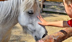 Stadninę, która pozwoliła malować kuce, zalewa fala hejtu. Ludziom wydaje się, że wylewają jad "w dobrej wierze"