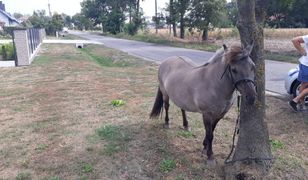 Mężczyzna jechał na kucu. Policjanci podejrzewali, że jest pijany