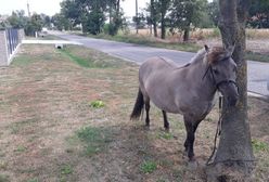 Mężczyzna jechał na kucu. Policjanci podejrzewali, że jest pijany