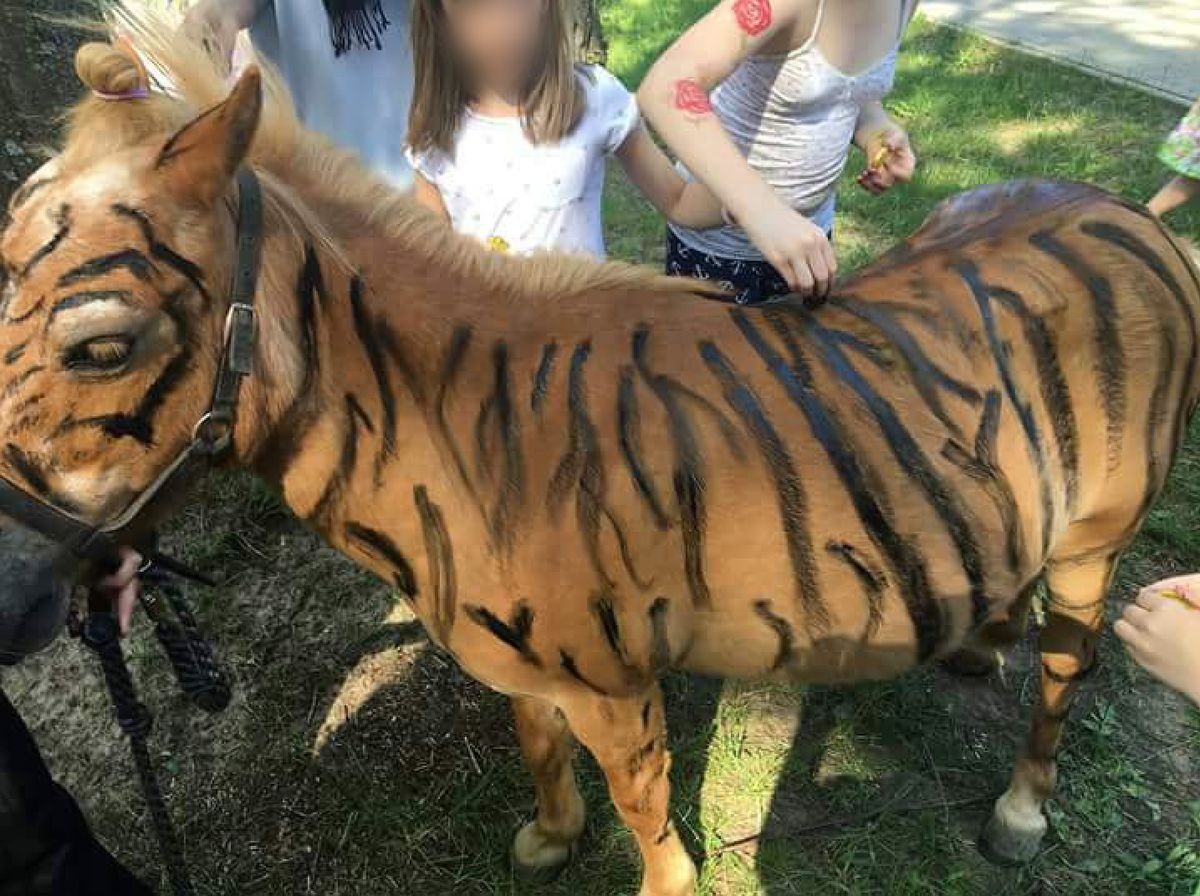 Kucyki przebierane za zebry. Kontrowersyjna atrakcja dla dzieci wywołała oburzenie