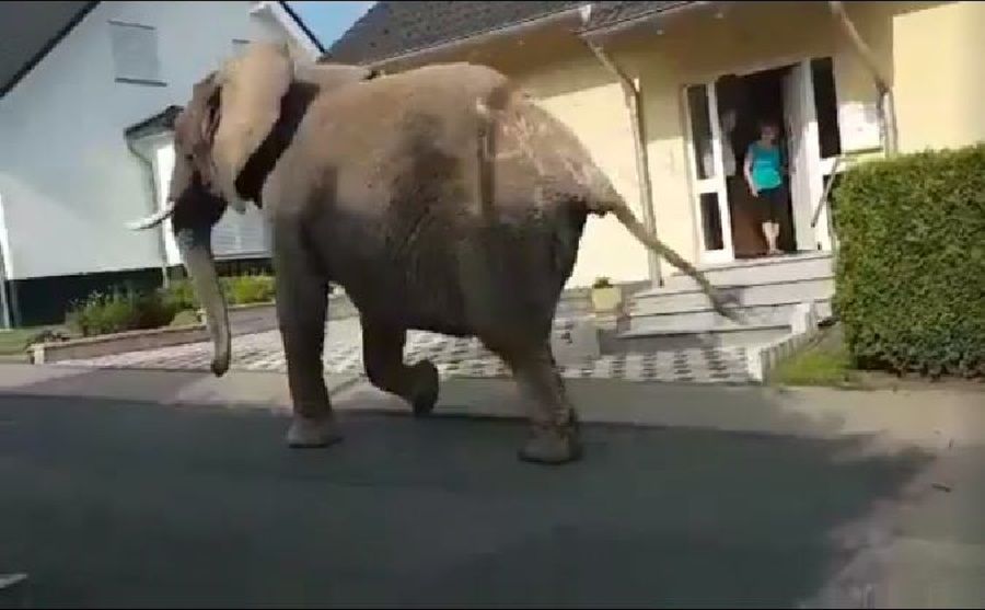 Słoń uciekł z cyrku. Wybrał się na przechadzkę po mieście 