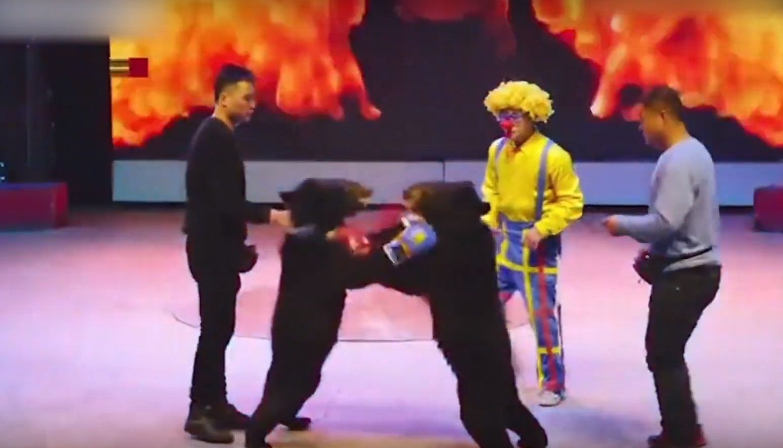 Skandaliczny pokaz w chińskim cyrku. Niedźwiedzie zmuszone do boksowania