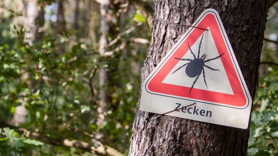Kleszcze zaobserwowane w Niemczech są znacznie większe niż te, które żyją w Polsce