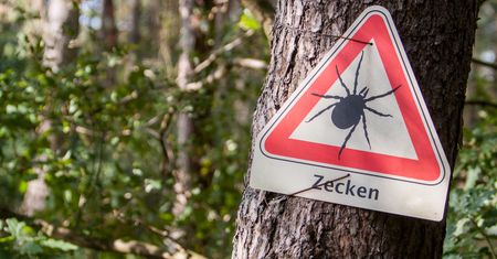 Wielkie tropikalne kleszcze dotarły do Niemiec