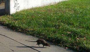Szczury w Warszawie. Prawdziwa plaga. Mieszkańcy przerażeni
