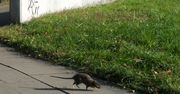 Szczury w Warszawie. Prawdziwa plaga. Mieszkańcy przerażeni