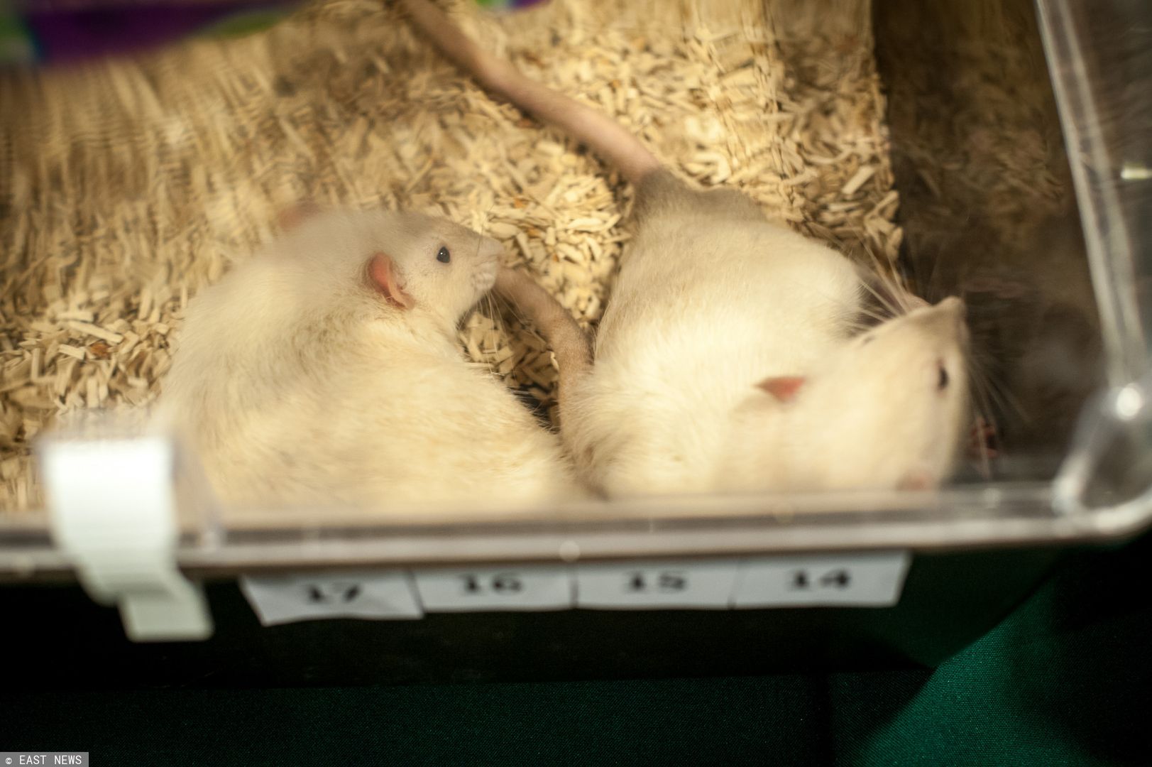 Zwierzęta laboratoryjne. Można je adoptować i dać im drugie życie 