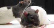 Czy to koniec z testowaniem leków i kosmetyków na zwierzętach?