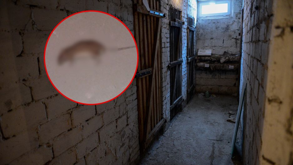 Katowice walczą ze szczurami. Truchła od tygodni zalegają w piwnicy