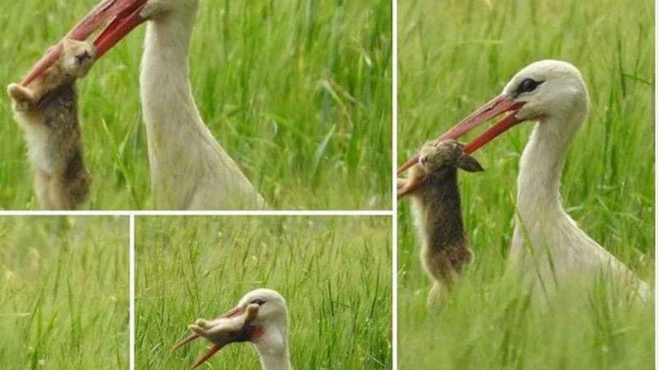 Bocian pożera zająca. W całości!