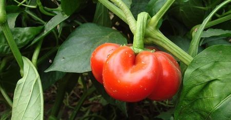10 zaskakujących mitów dotyczących zakupów spożywczych