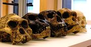 Wyginięcie neandertalczyków. To nie my jesteśmy temu winni
