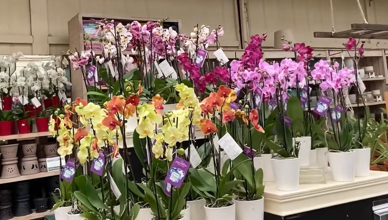 jak kupić zdrowego storczyka, fot. Youtube/Danni’sOrchidJourney