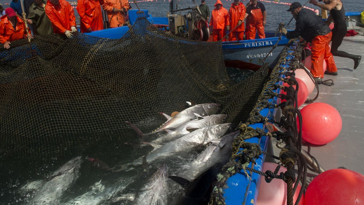 Jak tak dalej pójdzie, to tuńczyk będzie pod ochroną. 