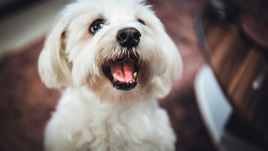 Kalisz - sąd rozdaje maltańczyki. Pieski trafiły do darmowej adopcji.