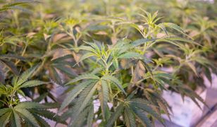 100 kilogramów marihuany tygodniowo może trafiać do Polski. Wszystko legalnie