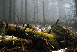 Mocny głos przeciwko wycince puszczy. Z tego pisma dowiesz się wszystkiego, co chcesz wiedzieć
