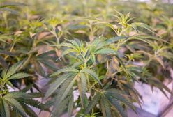 100 kilogramów marihuany tygodniowo może trafiać do Polski. Wszystko legalnie